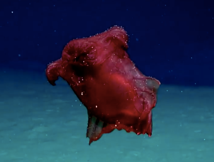 Enypniastes eximia, the “headless chicken monster,” feeds on the sea floor and has webbed body parts that allow it to swim.