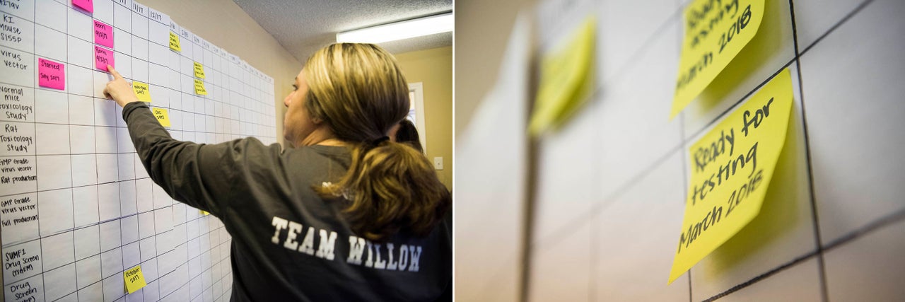 Amber shows off the timeline she installed in her office to follow the testing of mice with the virus vector, a key step toward developing researcher Steven Gray's gene therapy.