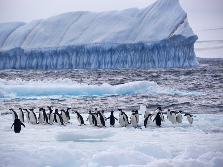 Adelie Penguins are one of the many marine species in the Weddell Sea, Antarctica, an are of near-pristine wilderness threatened by climate change and industrial fishing.