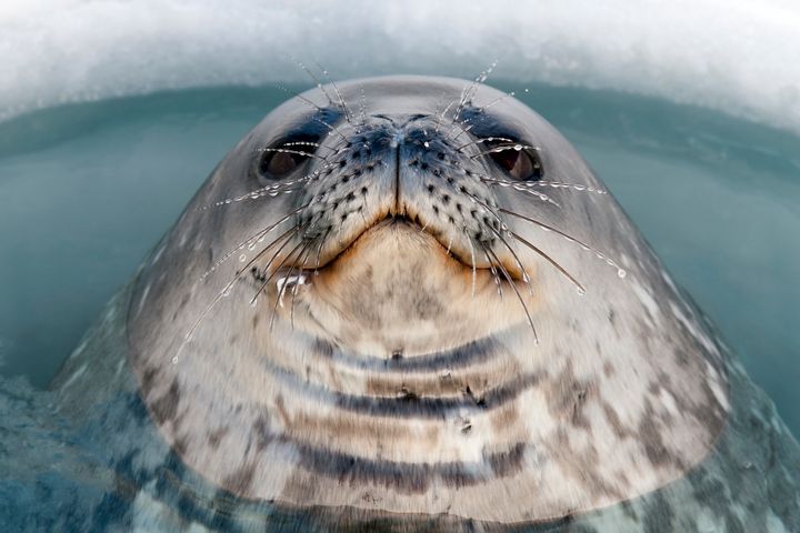 A Weddell Seal pokes through an ice hole.