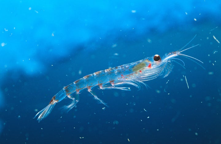 Krill is a key part of the eco-system in the Antarctic but populations are threatened both by climate change and commercial Krill fishing.