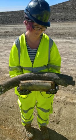 The tusk of a woolly mammoth 