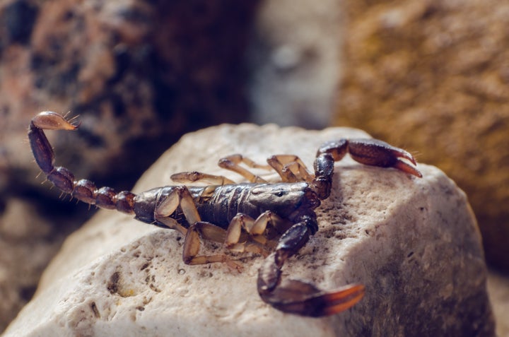 Scorpio Season Is Upon Us So Stock Your Panic Room And Sharpen Your Knives | HuffPost Entertainment Scorpio Season Is Upon Us So Stock Your Panic Room And Sharpen Your Knives | HuffPost Entertainment