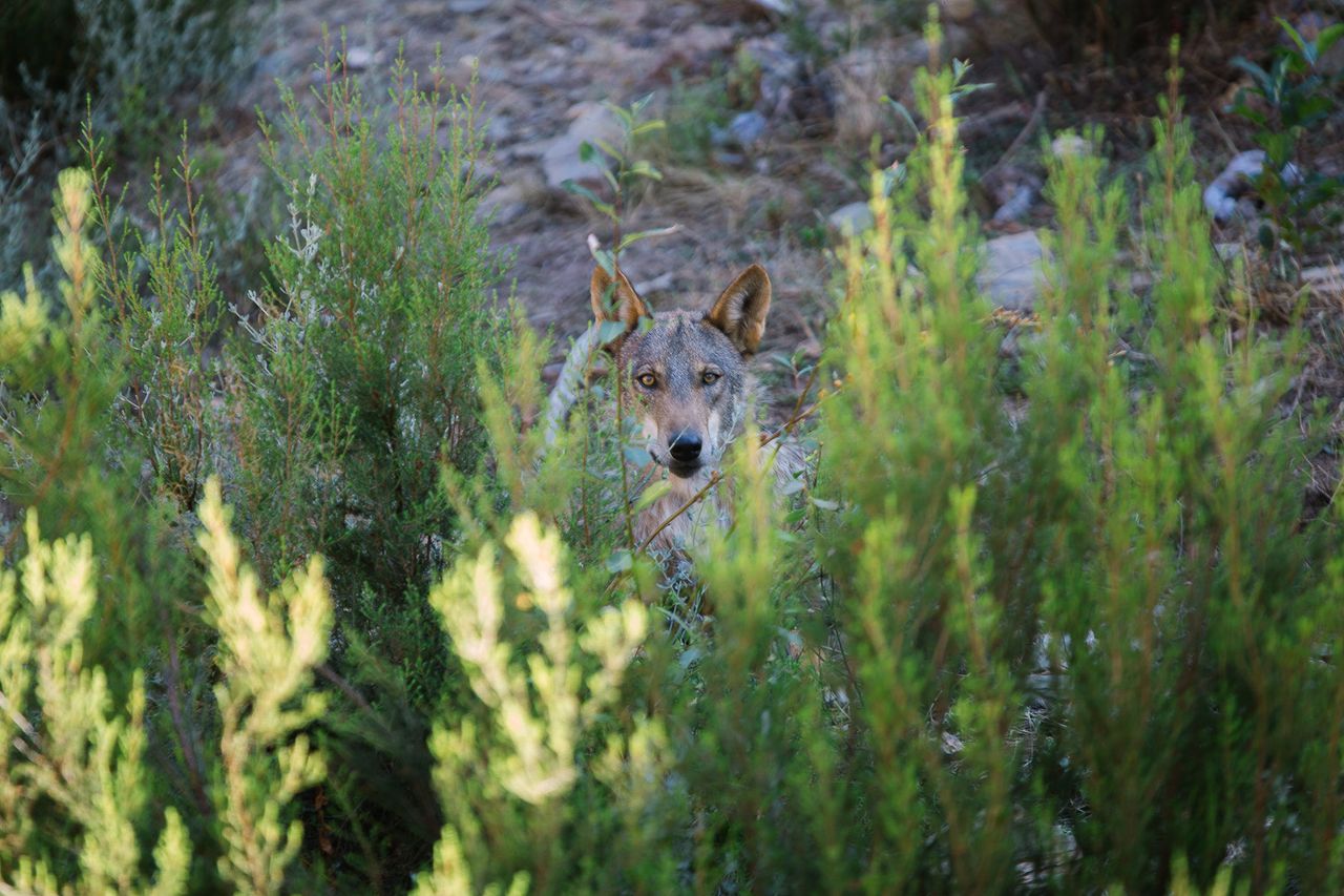As depopulation continues to affect parts of rural Spain, wolves have regained a foothold in provinces like Zamora in the region of Castile and León.
