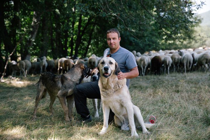 “I know that I have to live with the wolf, because I know it will not go away,” says Alberto Fernández, a traditional shepherd. “There are ways of living together, and with dogs, I have no problem.”