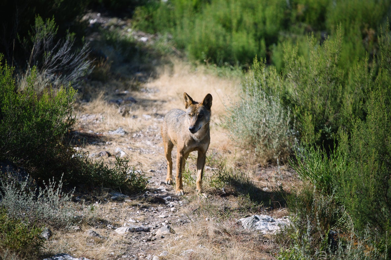 Wolves may be the traditional enemy to many in Spain, especially farmers, but attitudes are changing.