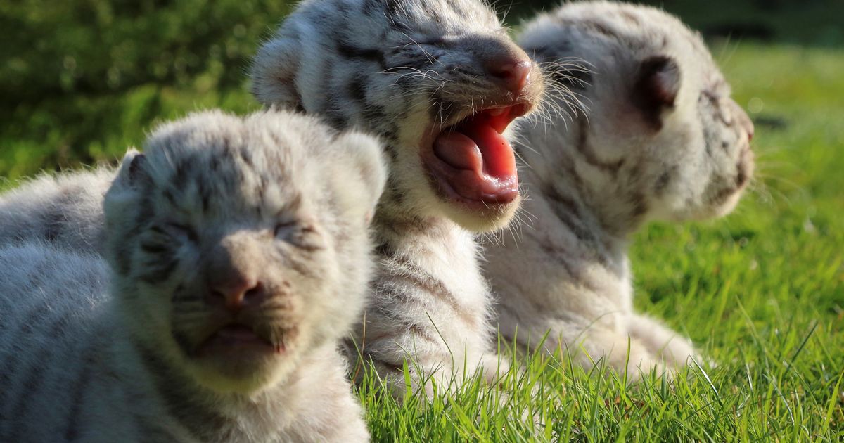 Rare White Bengal Tiger Cubs Born At Crimean Zoo 