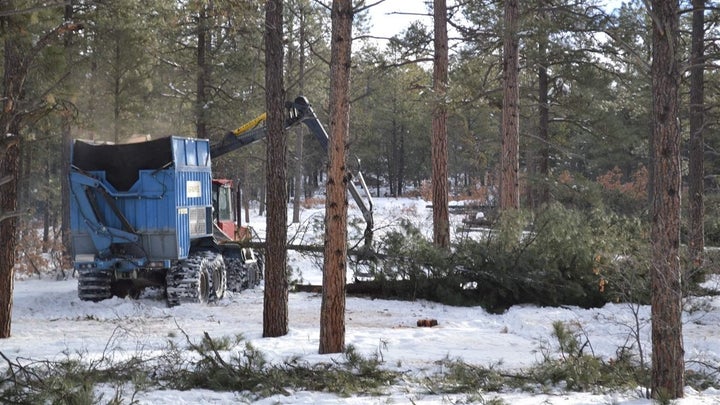 A machine removes trees from Reservoir Hill, a popular city-owned forest near downtown Pagosa Springs, in order to create hea
