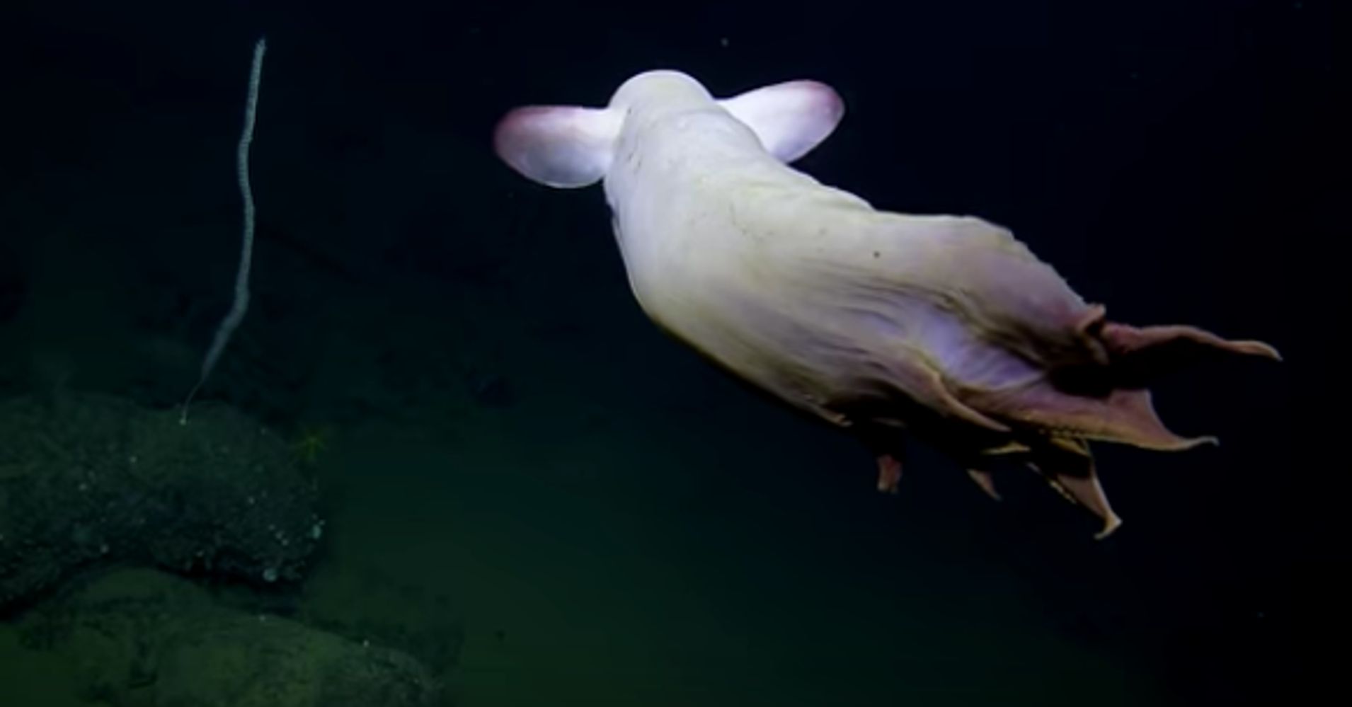 Deep-Sea Scientists Film Enchanting Octopus In Mesmerizing Video | HuffPost