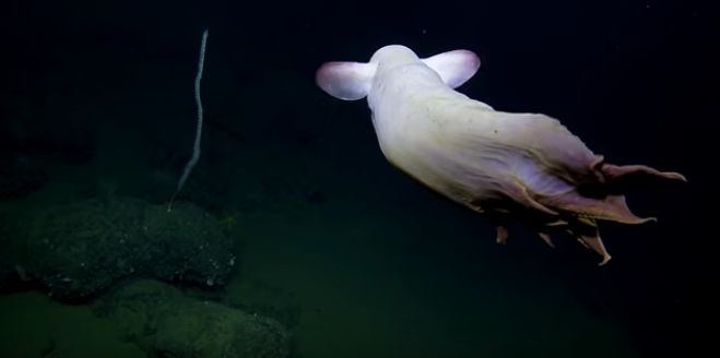 Deep-Sea Scientists Film Enchanting Octopus In Mesmerizing Video