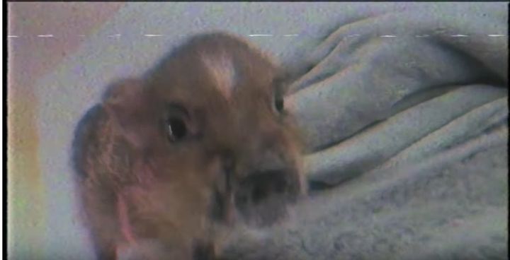 Ariana Grande's little pig, Piggy Smalls, in a still from the music video 