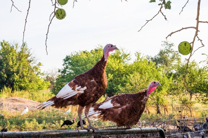 Heritage turkeys look different from a store-bought turkey: their legs and breast bones are twice as long.