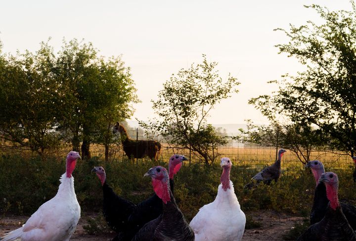 The heritage turkeys at Frank Reese's Good Shepherd Poultry Ranch have acres upon acres to roam.