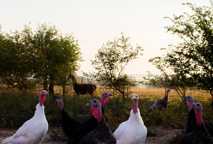 The heritage turkeys at Frank Reese's Good Shepherd Poultry Ranch have acres upon acres to roam.