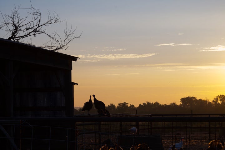 At Good Shepherd Poultry Ranch in Kansas, the heritage turkeys sleep outside in trees.