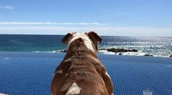 Ο σκύλος του Λιούις Χάμιλτον έχει περισσότερους followers από πολλά μοντέλα του Instagram