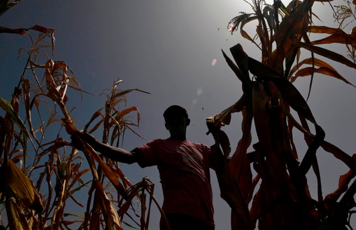 In a photo from July, a farmer who lost his crops because of the drought checks his cornfield in the town of Usulutan, nearly