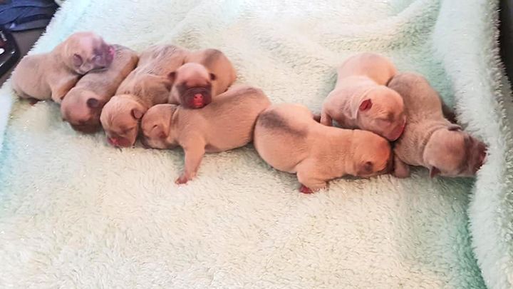 A litter of eight one-day-old French bulldogs were taken by two men on Tuesday.