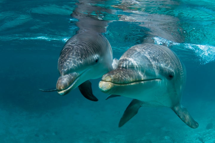 A mother Atlantic bottlenose dolphin and her offspring in Curacao.