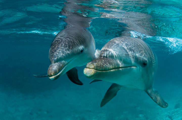 Un grand dauphin atlantique et sa progéniture à Curaçao.