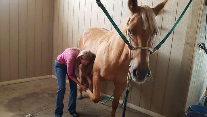 Nebraska horse massager Dawn Hatcher works on Sophie, a chocolate palomino, near Columbus, Nebraska. The state removed the licensing requirements for horse massagers, making it easier for people to get into that line of work. 