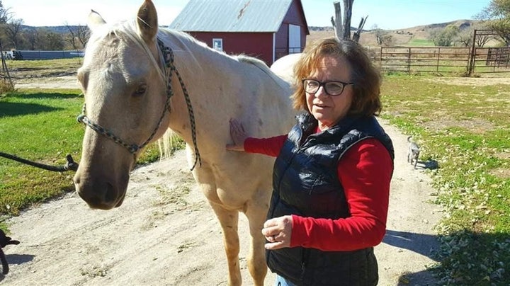 Horse massager Karen Hough demonstrates techniques on Prince, her quarter horse. It was Hough’s determination that led to the