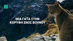 Η γάτα που σκαρφάλωσε 2.400 μέτρα