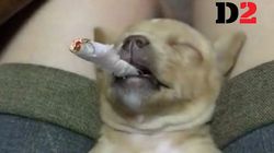Ανάγκασαν τον σκύλο τους να καπνίσει τσιγάρο ενώ κοιμόταν. Το viral βίντεο που προκαλεί αντιδράσεις