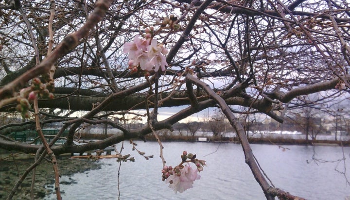 A cherry tree blooming by the Charles River in Boston, Dec. 17, 2017.