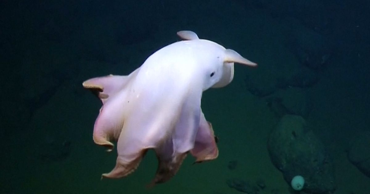 Sighting Of Rare Dumbo Octopus | HuffPost UK News