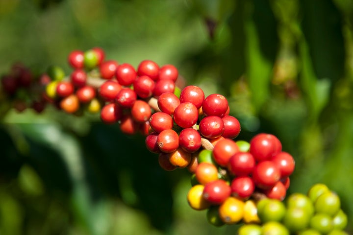 The cherries on a coffee plant don’t all ripen at the same time, so small farmers have to revisit the crop several times each harvest, whereas factory farms pull the cherries from the trees all at once.