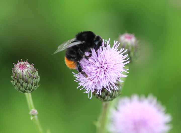 Pollinators like the red-tailed bumblebee are susceptible to threats from urban expansion, climate change and disease.