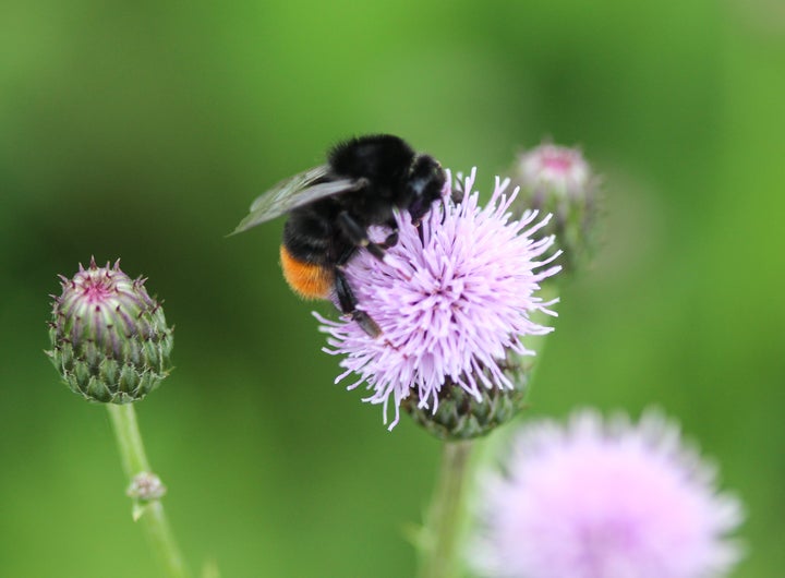 Pollinators like the red-tailed bumblebee are susceptible to threats from urban expansion, climate change and disease.