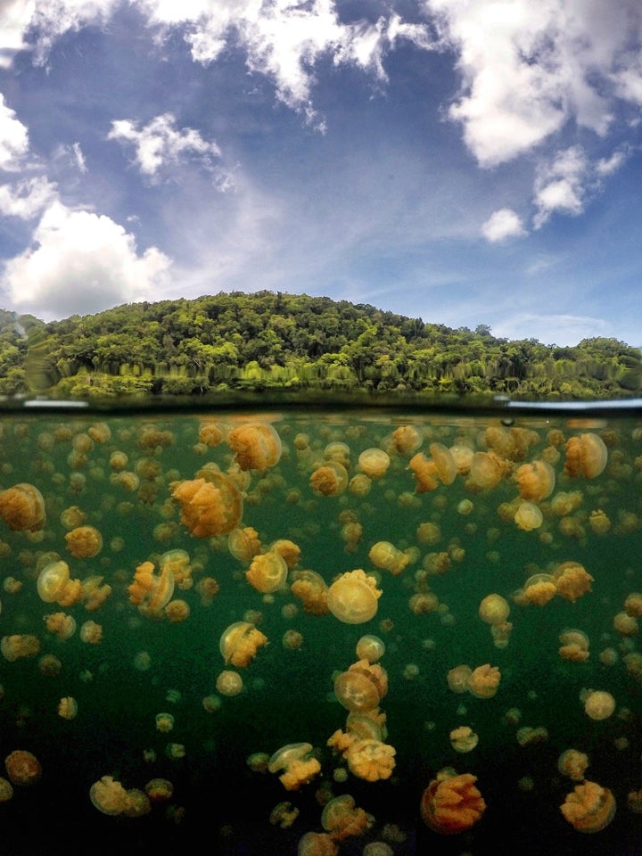 On an uninhabited cliff island at Koror, Palau, Jellyfish Lake in one of the 70 saltwater lakes