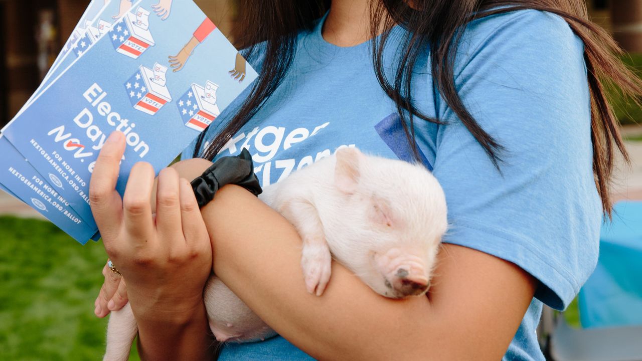 Ephraim Infante, an organizer with NextGen, holds a month-old Vietnamese pot-bellied pig at the Votes and Goats event at Arizona State University in Glendale on Oct. 23.