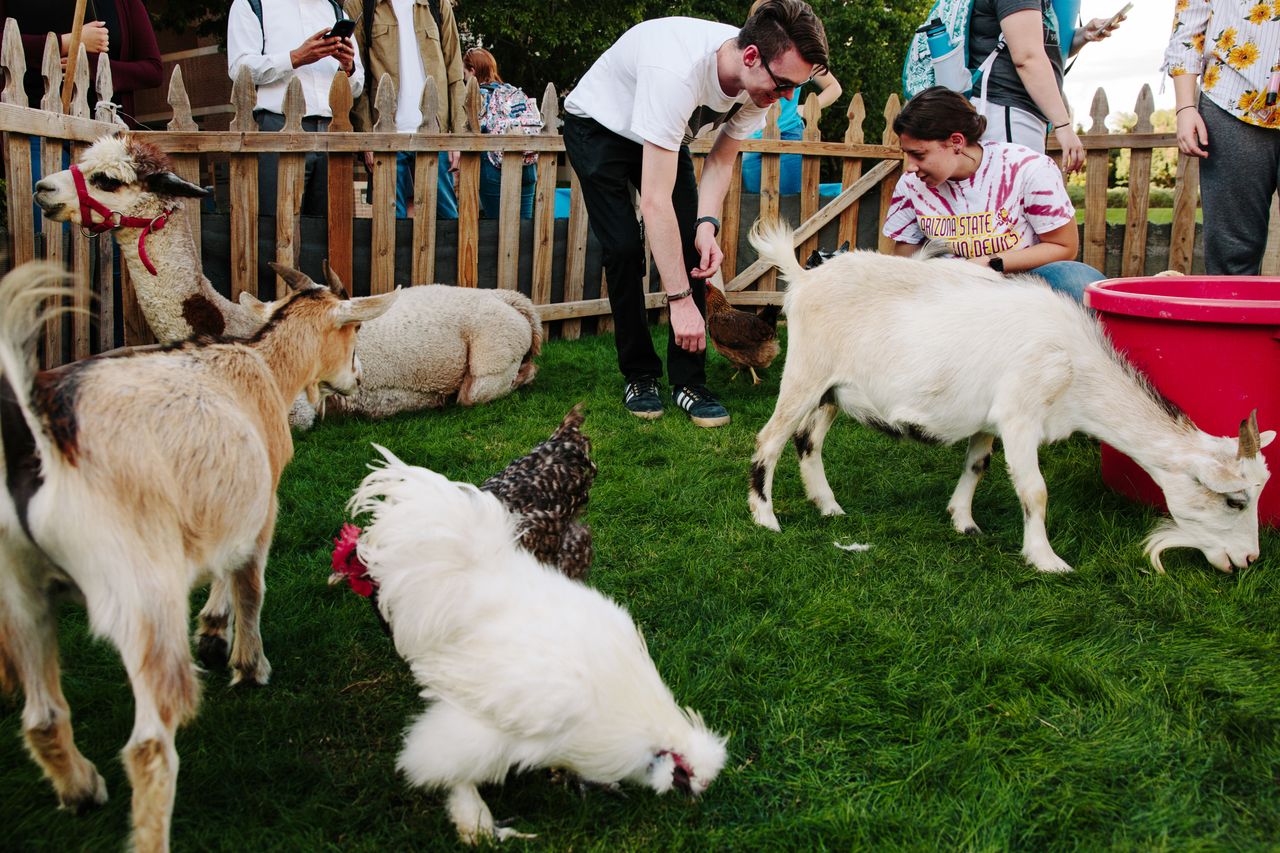 Students interact with farm animals at the Votes and Goats petting zoo and get-out-the-vote event.