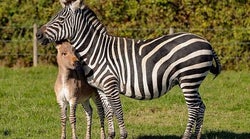 Ζonkey: Γεννήθηκε το μωρό μιας ζέβρας και ενός γαϊδάρου - Σπάνιες εικόνες