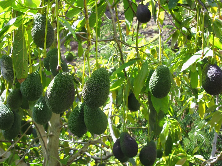 Avocados actually don't ripen while on the tree, even when it's physiologically mature. They only ripen once picked.