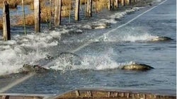 Απίστευτο! Κοπάδια σολομών διασχίζουν δρόμο στη Ουάσινγκτον