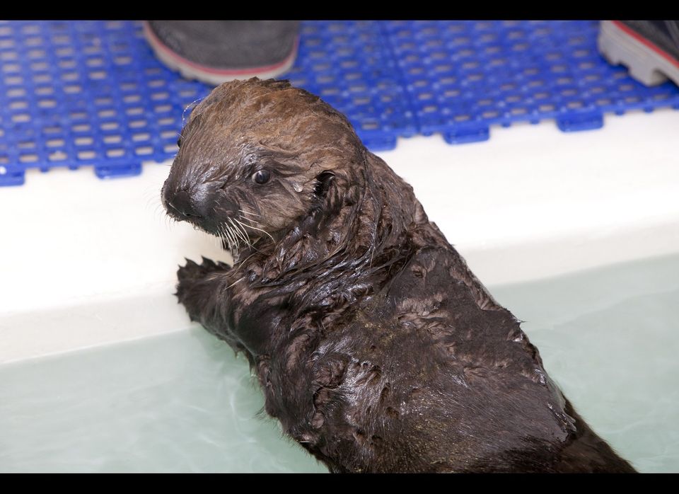 Shedd Aquarium Otter: Aquatic Museum Adopts Orphaned Pup (PHOTOS ... - 5be1f6903c000071030e25c7