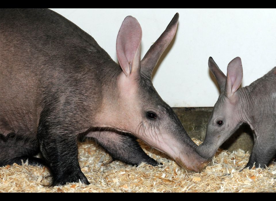 Baby Aardvark Born At Brookfield Zoo 