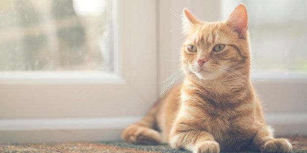 Ginger cat lying down on a door mat in front to of a door