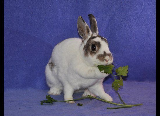 Chicago Area Cats Dogs Easter Bunnies Up For Adoption