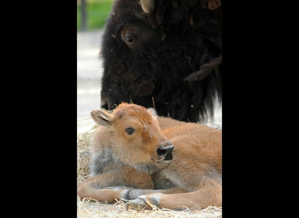 Baby Bison At Brookfield Zoo