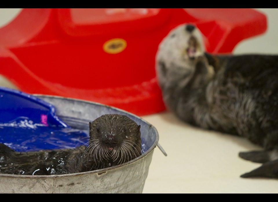 Cayucos, Shedd's Otter Pup, Makes Public Debut At Chicago Aquarium