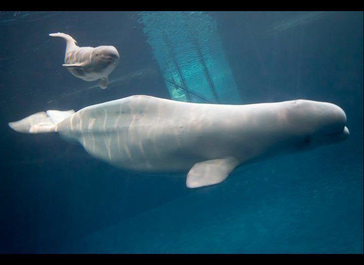 Beluga Whale Calf