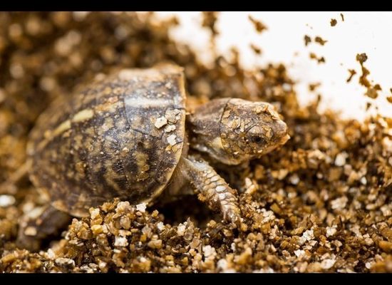 Baby Box Turtles, Lincoln Park Zoo's Newest Addition, Part Of