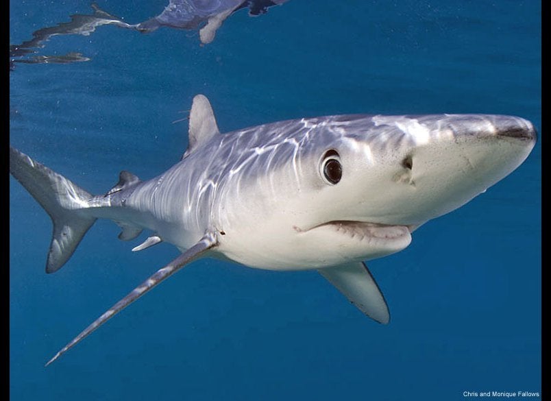 January: Shark Conservation Act Signed