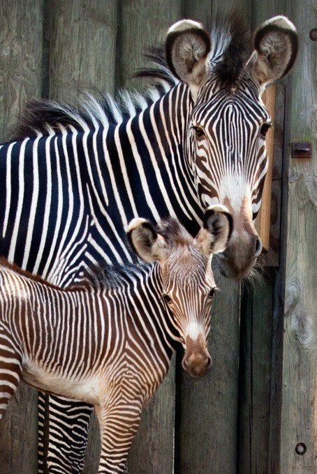 Baby Zebra PHOTOS: Lincoln Park Zoo Welcomes New Addition, Puts Name To A Vote | HuffPost Chicago Baby Zebra PHOTOS: Lincoln Park Zoo Welcomes New Addition, Puts Name To A Vote | HuffPost Chicago