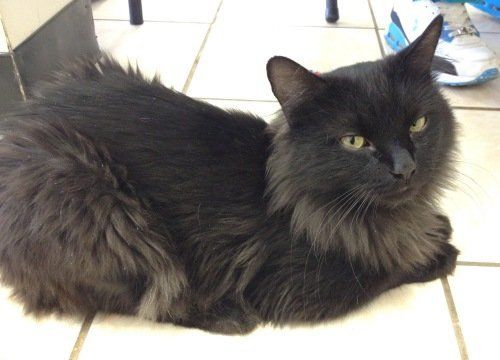ChicagoArea Black Cats Up For Adoption (PHOTOS) HuffPost